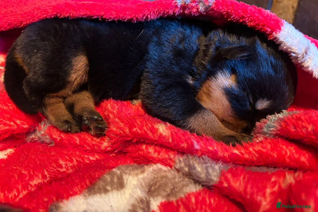 Rottweiler dogs for sale: Rottie puppies for sale in Wolverhampton - Advert 2