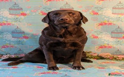 Labrador Retriever dogs for sale: KC Labrador Puppies Bred for Family Life - Image 3