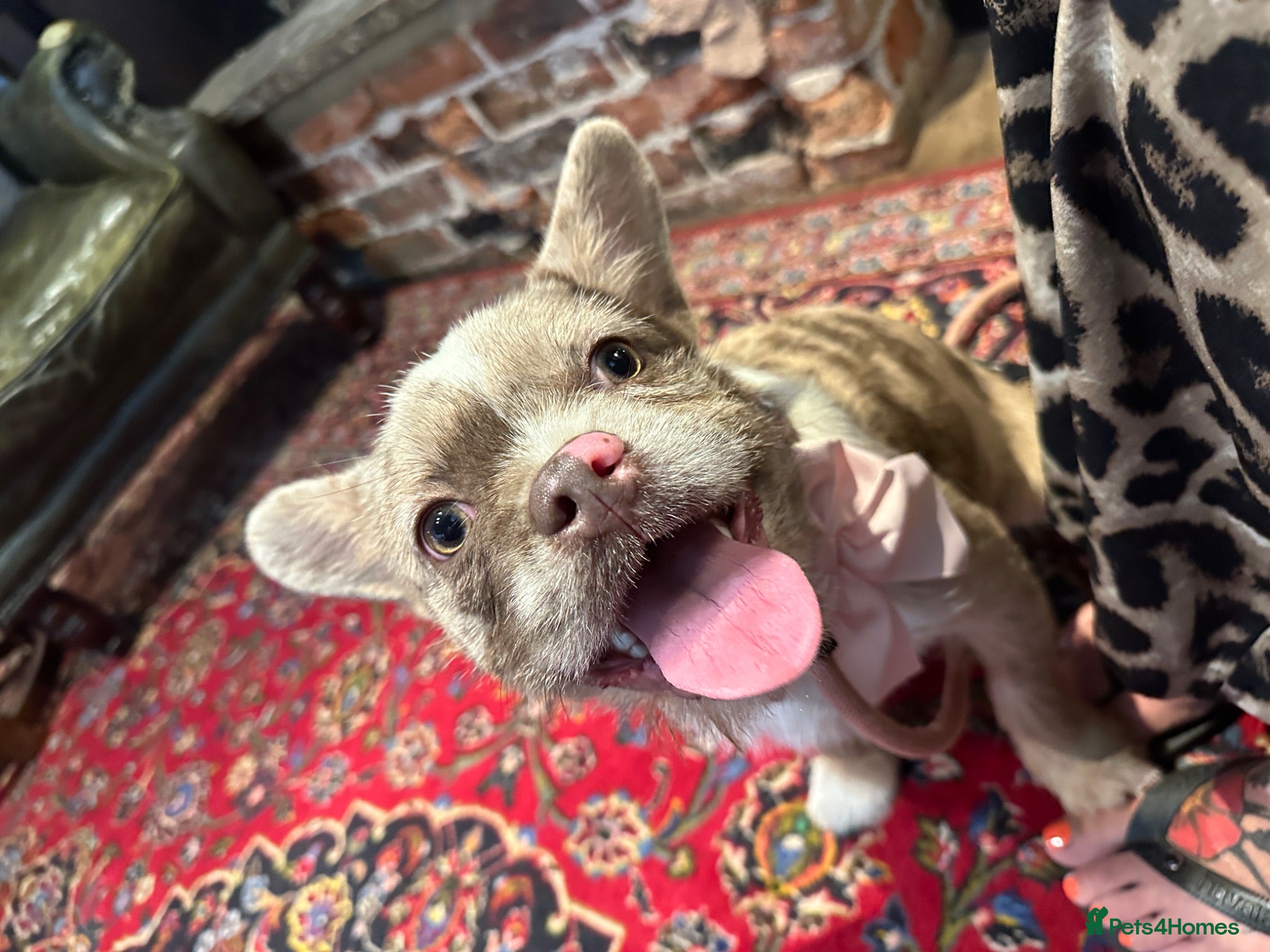 French Bulldog dogs Final reduction- last two micro pups - Advert 16