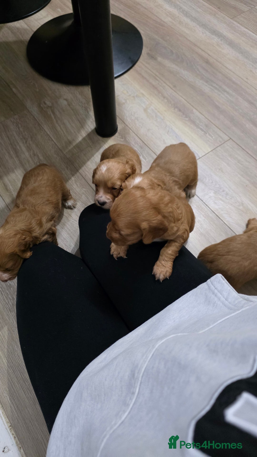 Cocker Spaniel dogs for sale: Working Cocker spaniel puppies - Advert 23