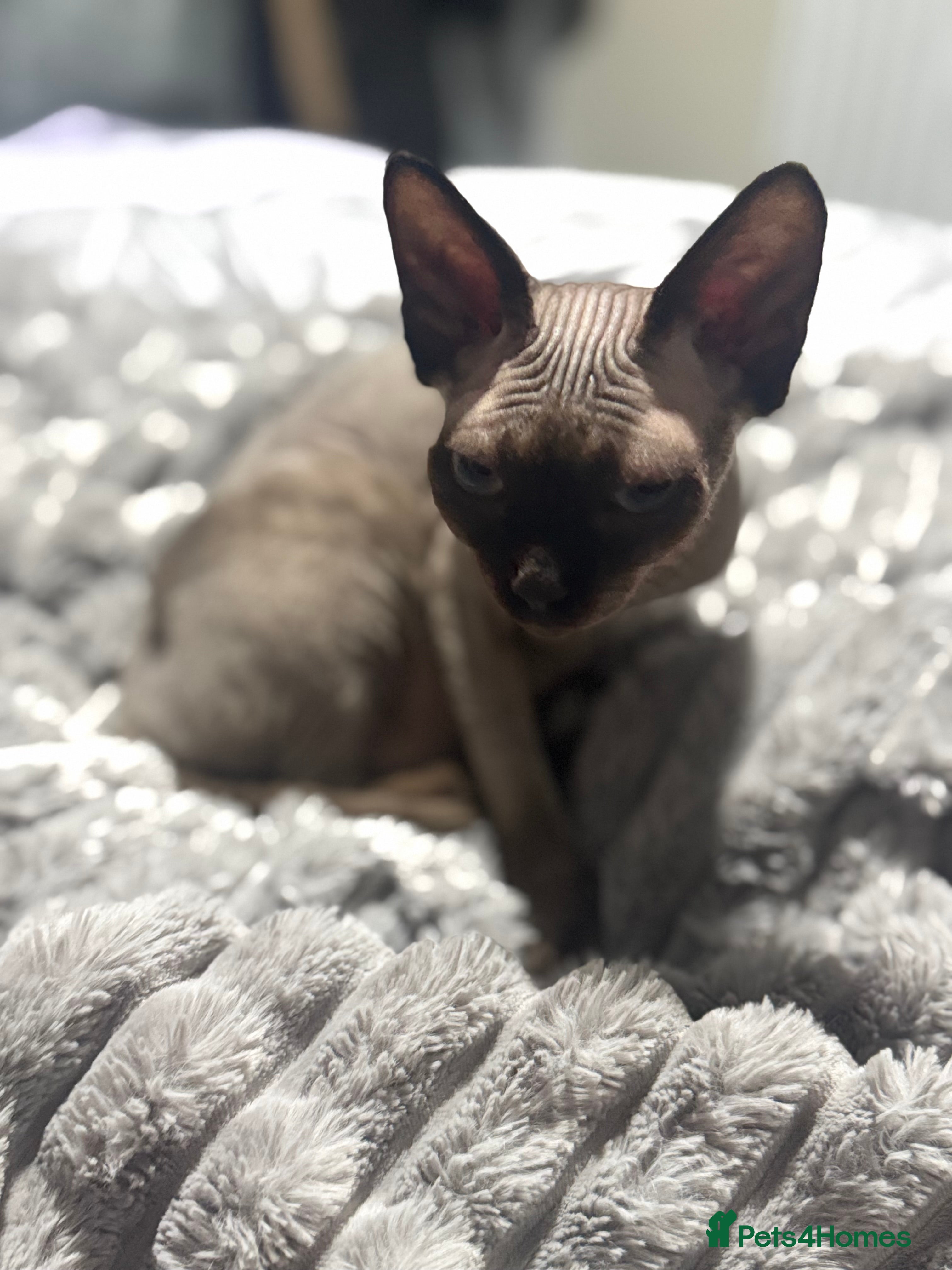Sphynx cats 🐾 Sphynx Kitten for Sale 🐾 - Advert 15