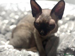 Sphynx cats 🐾 Sphynx Kitten for Sale 🐾 - Advert 1