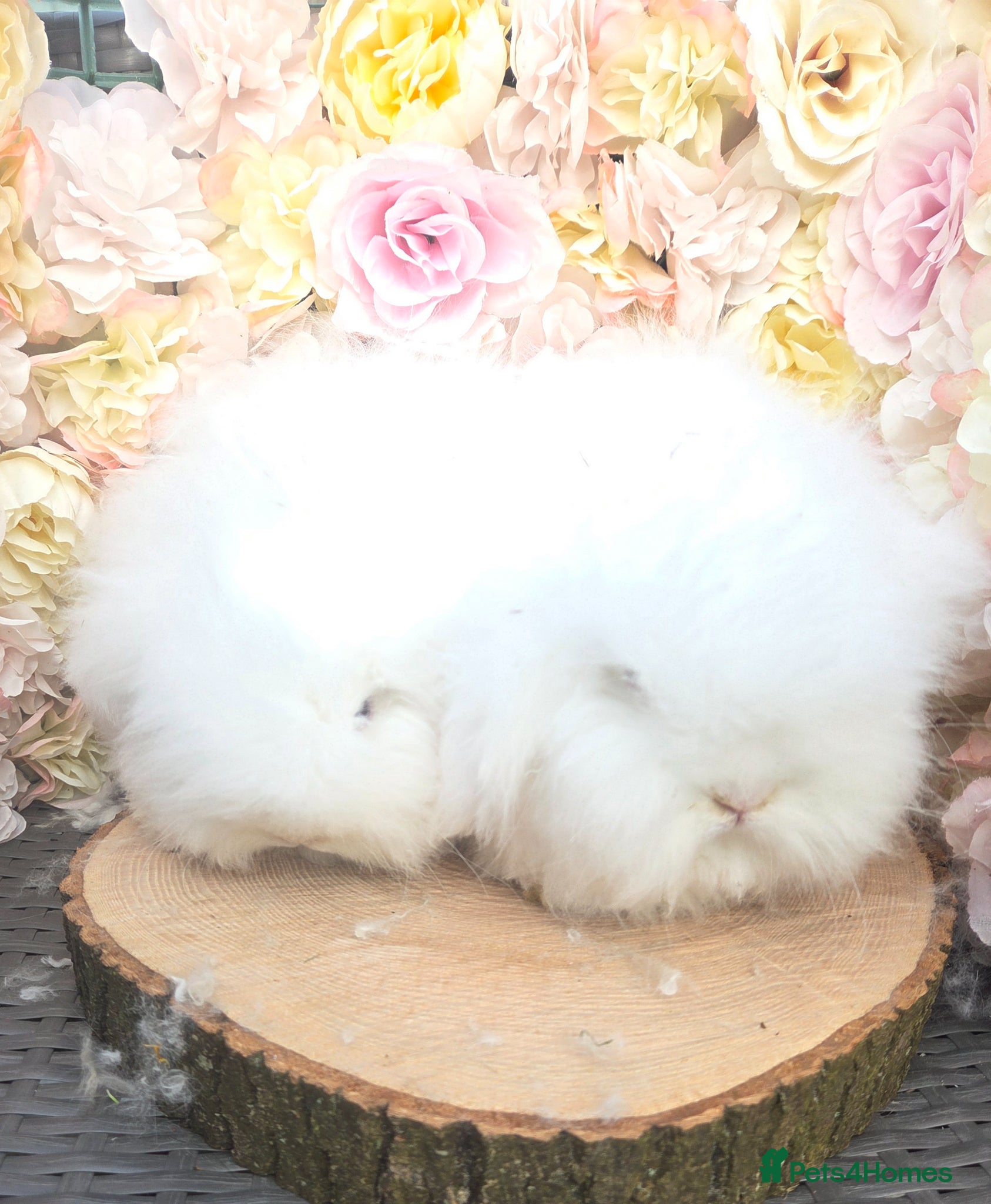 Angora rabbits for sale: Teddywidders - Advert 35