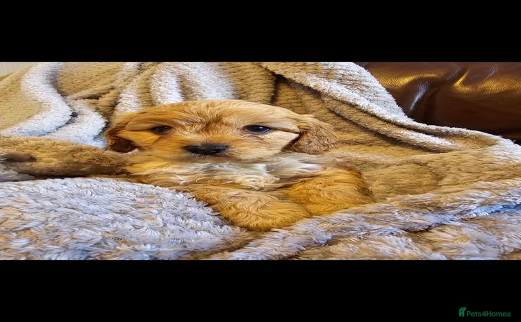 Cavapoo dogs - Advert 3