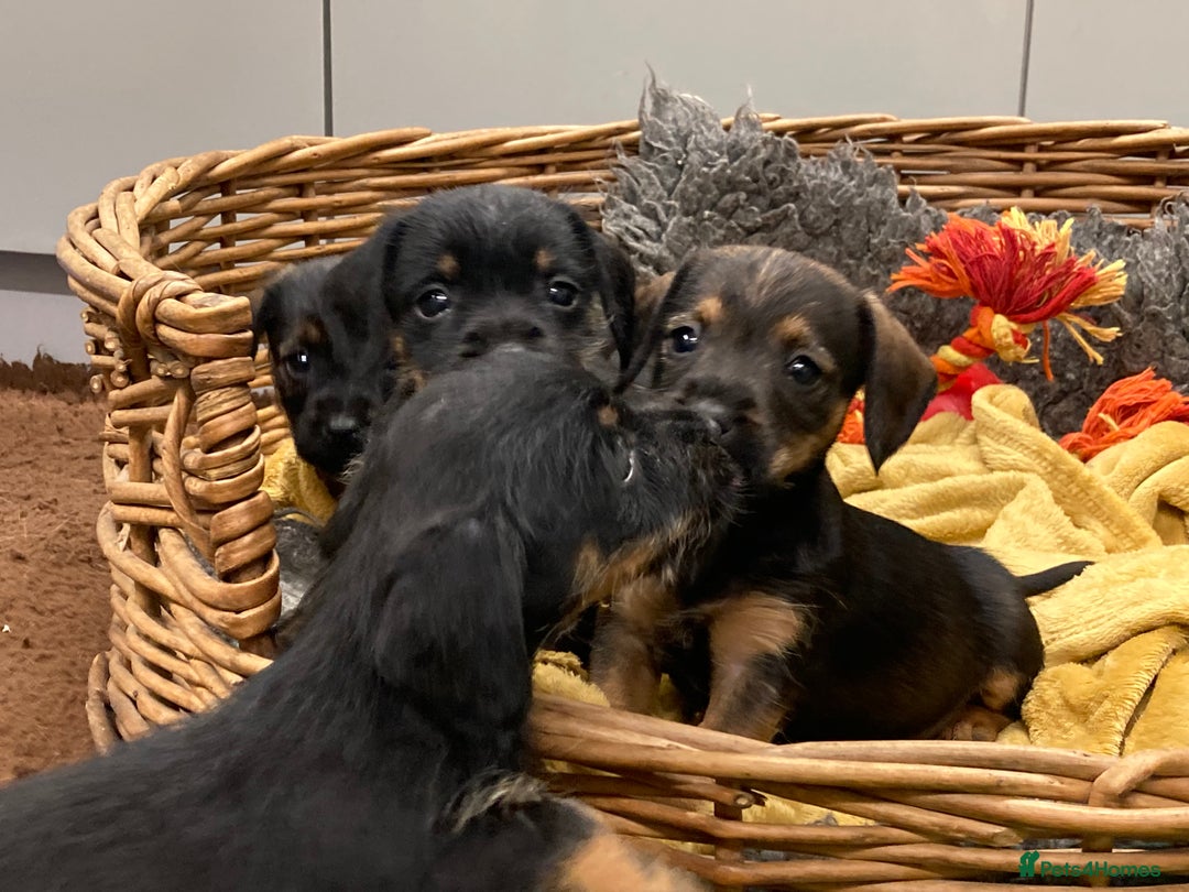 Mixed Breed dogs for sale: Border Terrier cross puppies  - Image 11