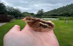 Chickens poultry for sale: Welsummer and Cream Legbar Chicks  - Image 1