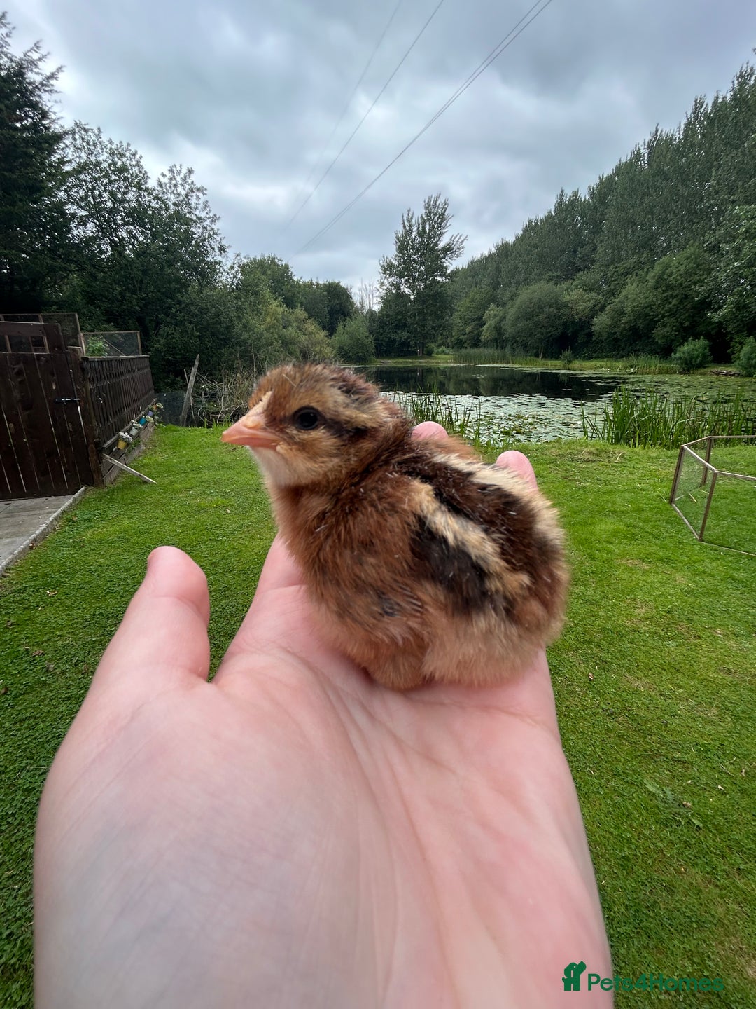 Chickens poultry for sale: Welsummer and Cream Legbar Chicks  - Image 1