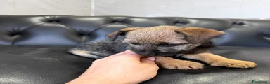 Border Terrier 4
