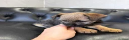Border Terrier dogs for sale: Beautiful Border Terriers - Advert 4