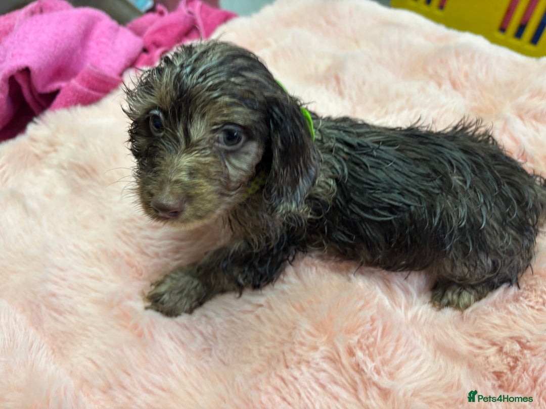 Mixed Breed dogs for sale: Puppies - Image 10