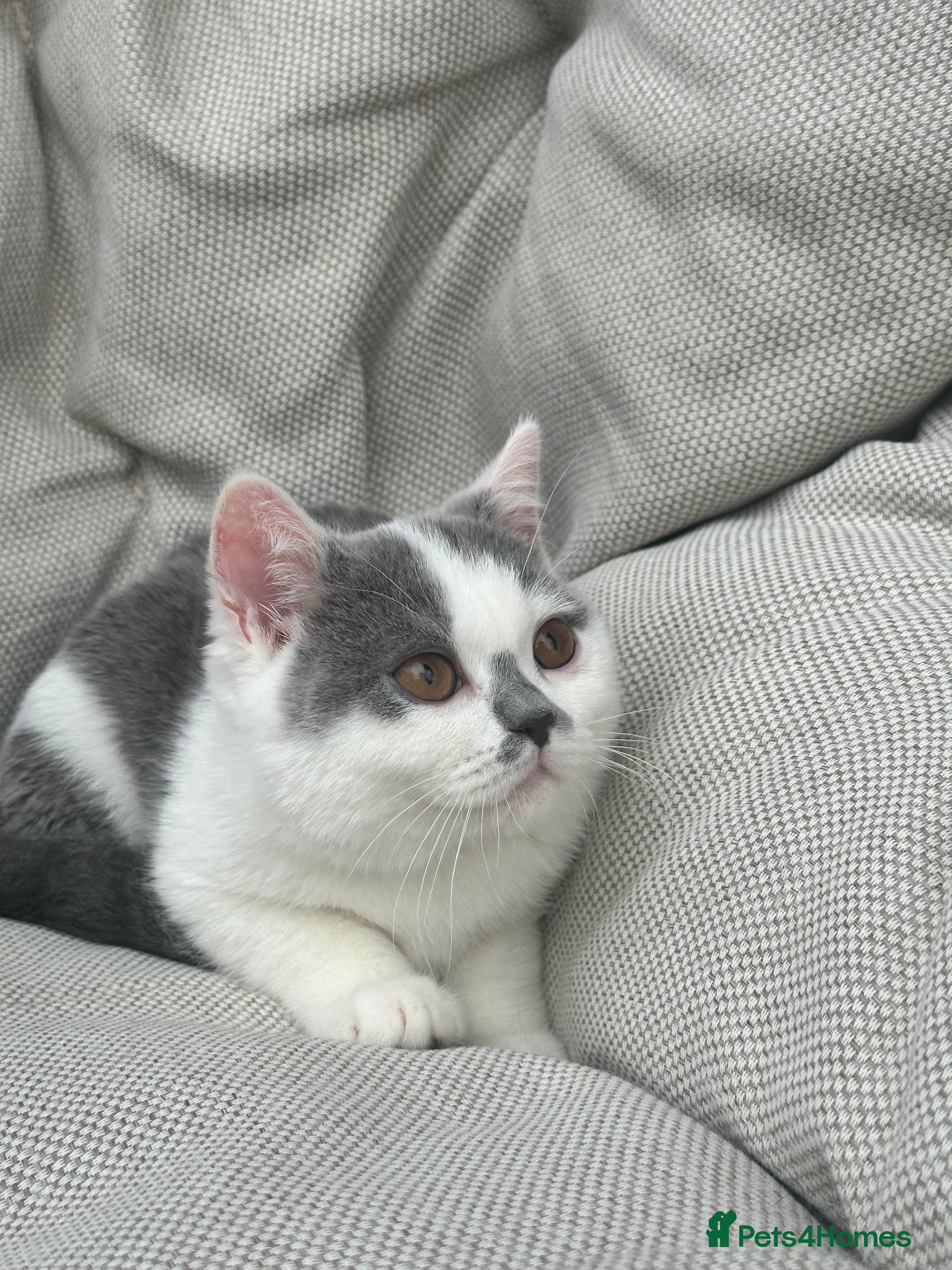 British Shorthair cats British Shorthair Chunky Kittens - Advert 16