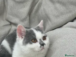 British Shorthair cats British Shorthair Chunky Kittens - Advert 16