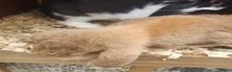French Lop rabbits for sale: Vaccinated Giant French Lop babies   - Advert 4