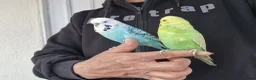 Budgerigars birds for sale: Super silly hand tamed Budgies  - Advert 22