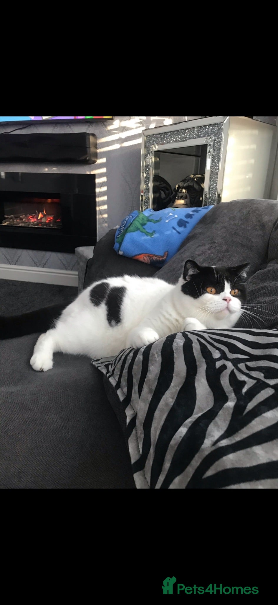 British Shorthair cats British shorthair cat for sale  - Advert 2