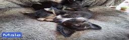 Chihuahua dogs for sale: Quality Longhair Chihuahua Puppies - Advert 7