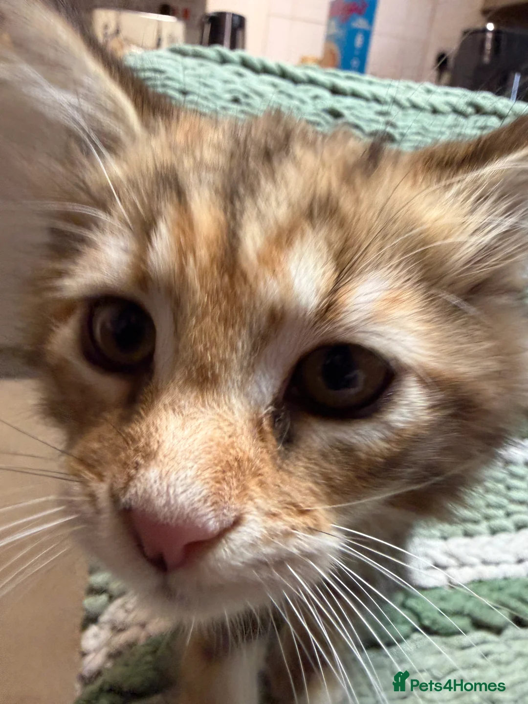 Maine Coon cats for sale: Last Gorgeous Affectionate Maine Coon Cross Kitten - Advert 12
