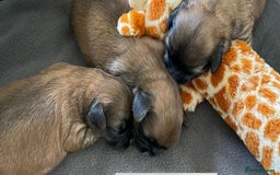 Shih Tzu dogs for sale: Shih Tzu Puppies Litter of 3 - Image 12