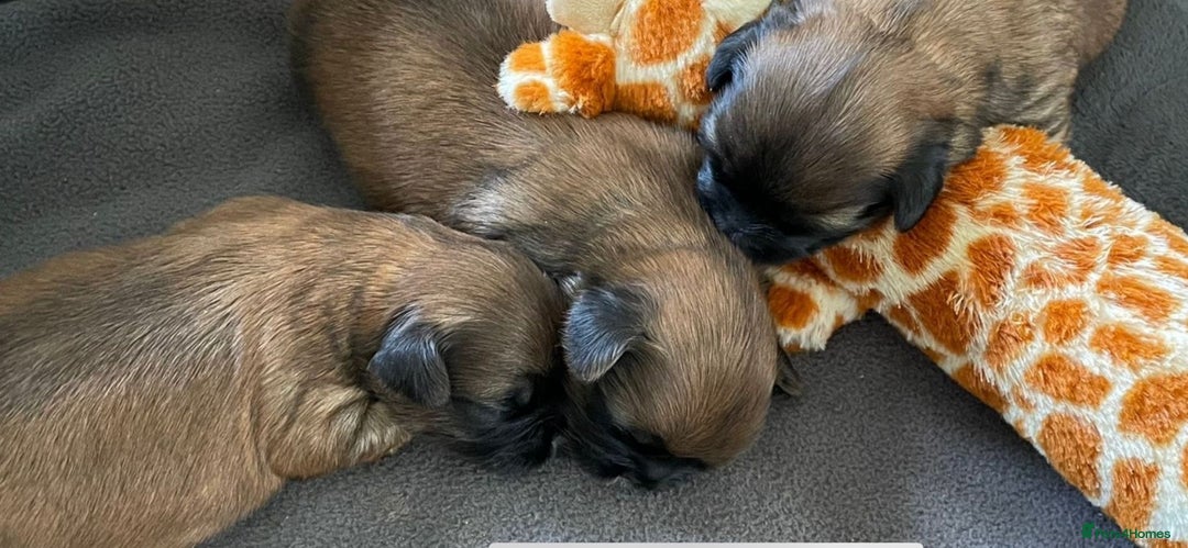 Shih Tzu dogs for sale: Shih Tzu Puppies Litter of 3 - Image 12