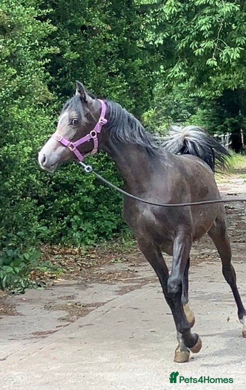 Arabian horse horses Eye-catching grey Arab yearling gelding - Advert 2