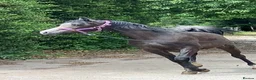 Arabian horse horses for sale: Eye-catching grey Arab yearling gelding - Advert 1