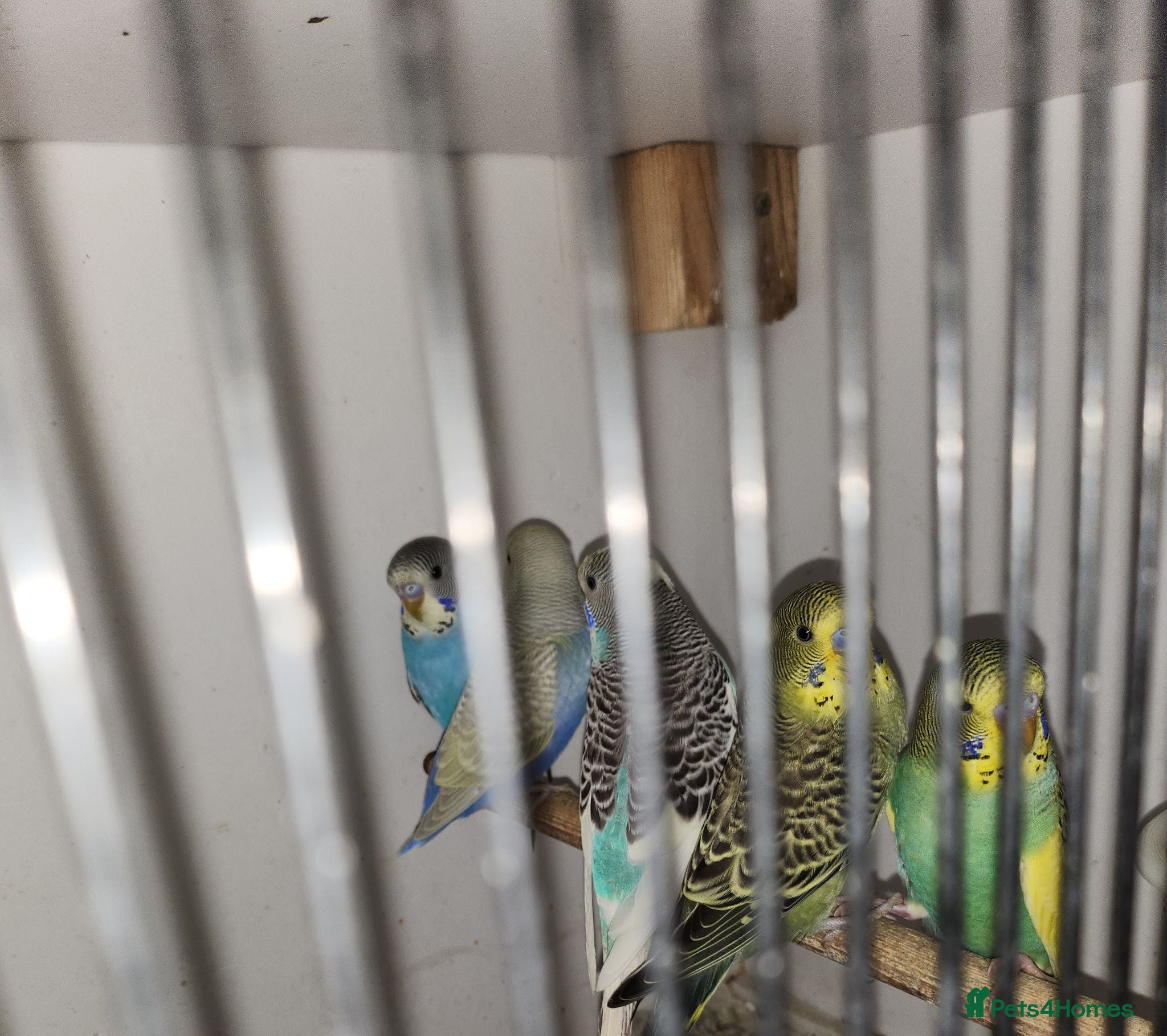Budgerigars birds Baby budgies - Advert 1