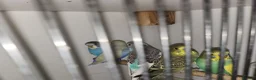 Budgerigars birds for sale: Baby budgies - Advert 1