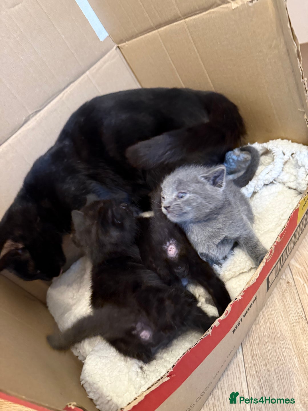 Mixed Breed cats for sale: Beautiful black & grey kittens. - Image 7