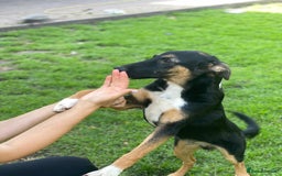 Mixed Breed dogs for adoption: 💙🐶 MAX 🐶💙 - Image 3