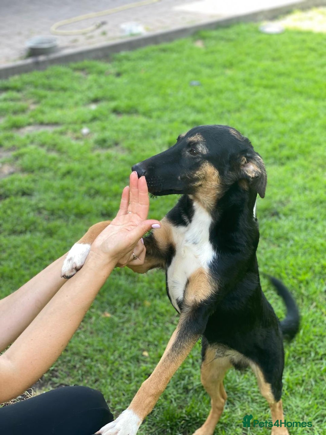 Mixed Breed dogs for adoption: 💙🐶 MAX 🐶💙 - Image 3
