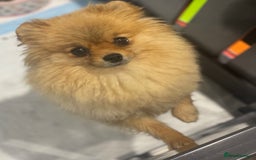 Pomeranian dogs for sale: Orange Pomeranian female 🧡💕 - Image 2