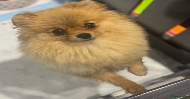 Pomeranian dogs - Advert 1