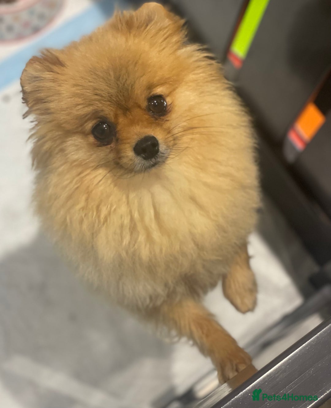 Pomeranian dogs for sale: Orange Pomeranian female 🧡💕 - Image 2