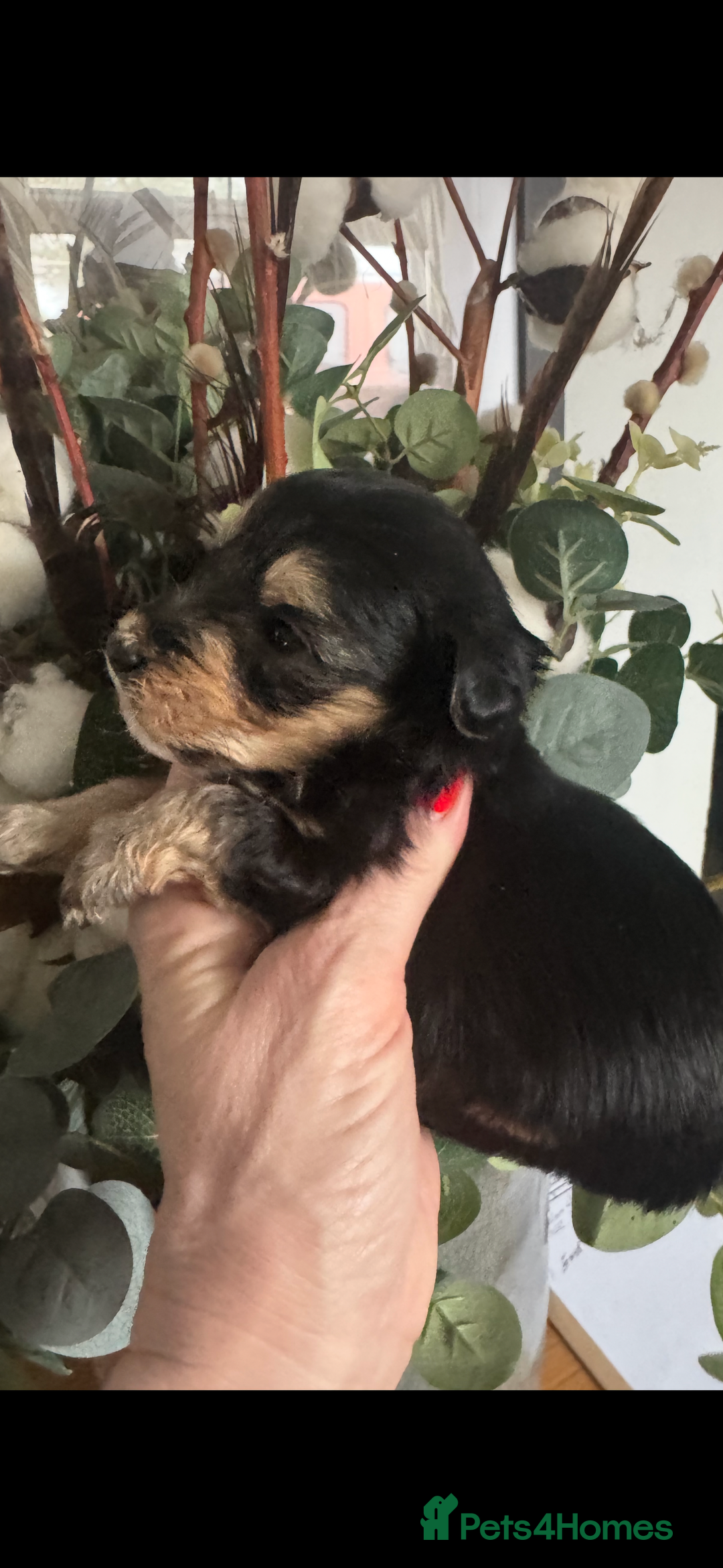 Jackapoo dogs for sale: Stunning Jackapoo pups  - Image 2
