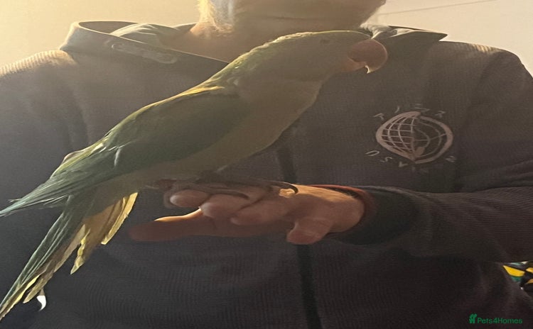Parakeets birds - Advert 1