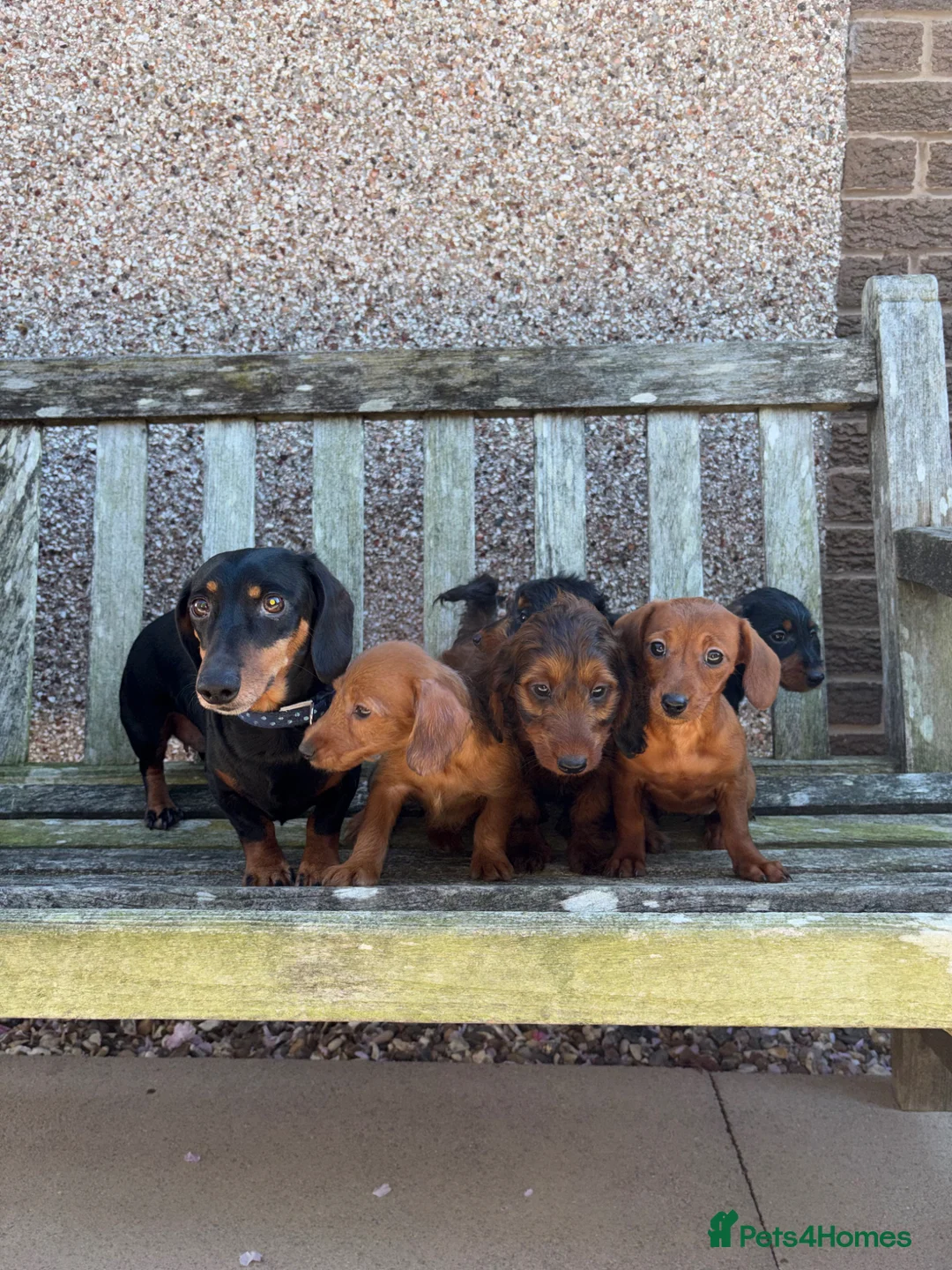 Doxiepoo dogs for sale: Doxiepoo Puppies  - Advert 4