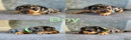 Mixed Breed dogs for sale: 7 Stunning Dorkie Puppies - Advert 11