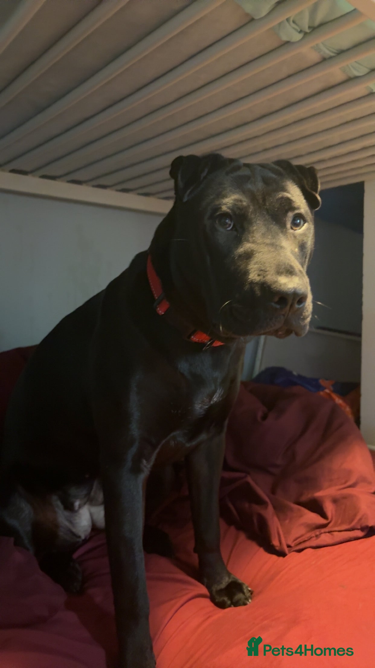 Mixed Breed dogs Urgent Rehome- Munchie - Advert 2