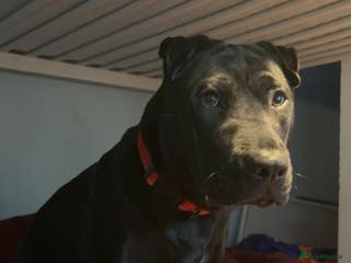 Mixed Breed dogs Urgent Rehome- Munchie - Advert 1