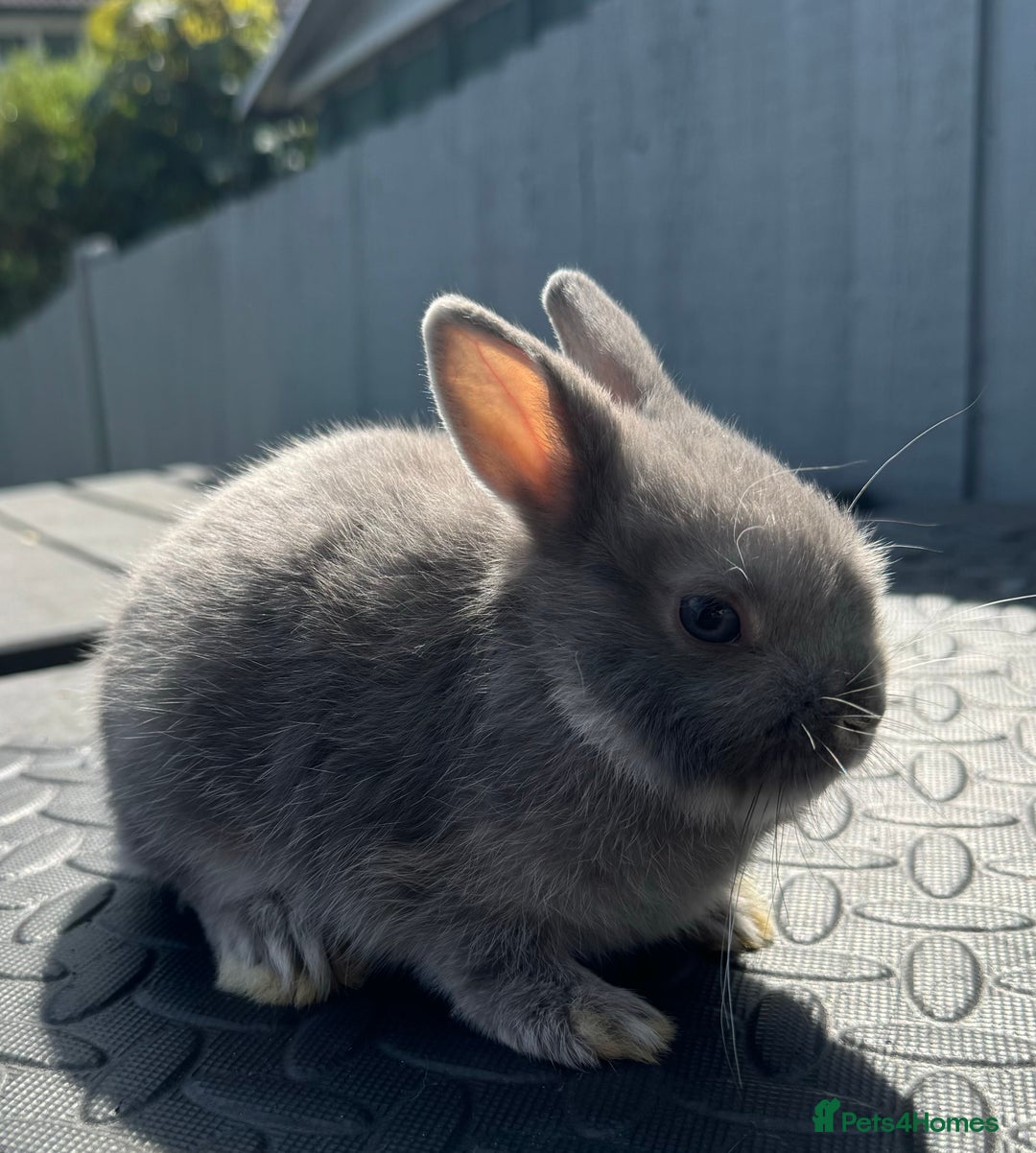 Netherland Dwarf rabbits for sale: STUNNING TAME PUREBRED BABY NETHERLAND DWARFS  - Image 9