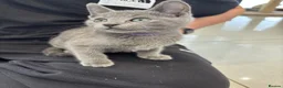 Russian Blue cats for sale: Tica registered kittens - Advert 12