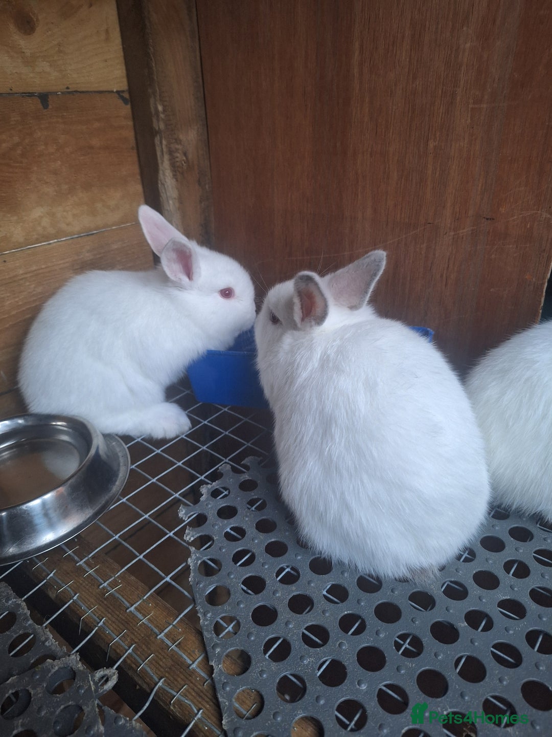 New Zealand rabbits for sale: New Zealand white cross with Californian Rabbits - Image 8
