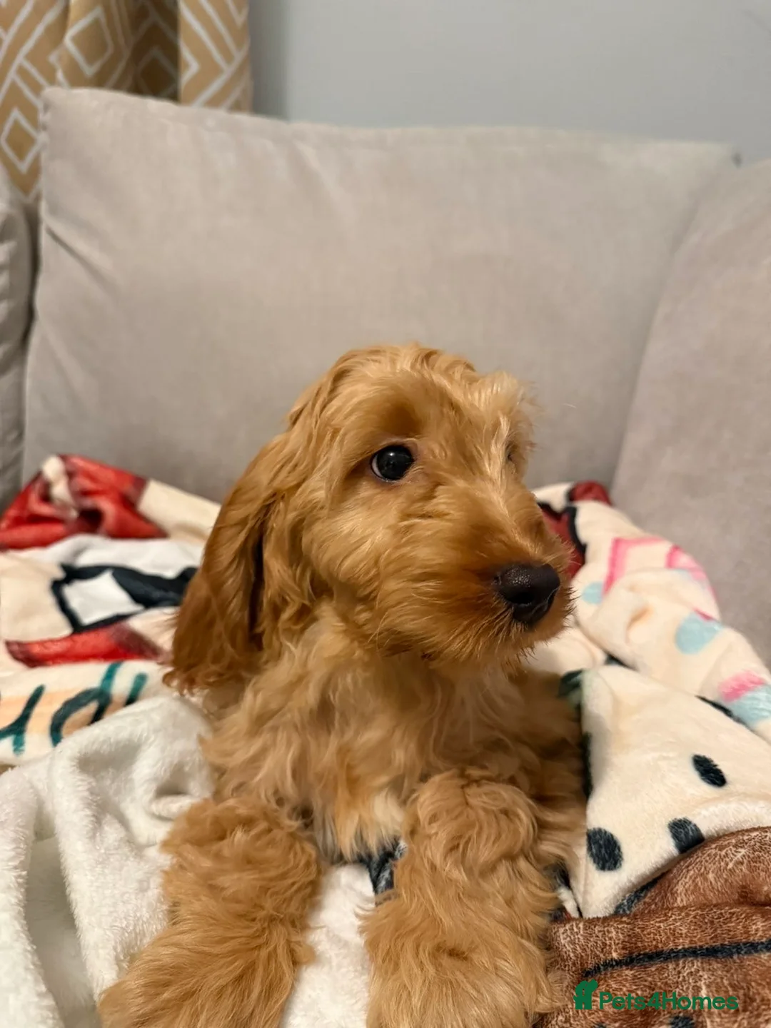 Cockapoo dogs for sale: Cockapoo puppy  - Advert 3