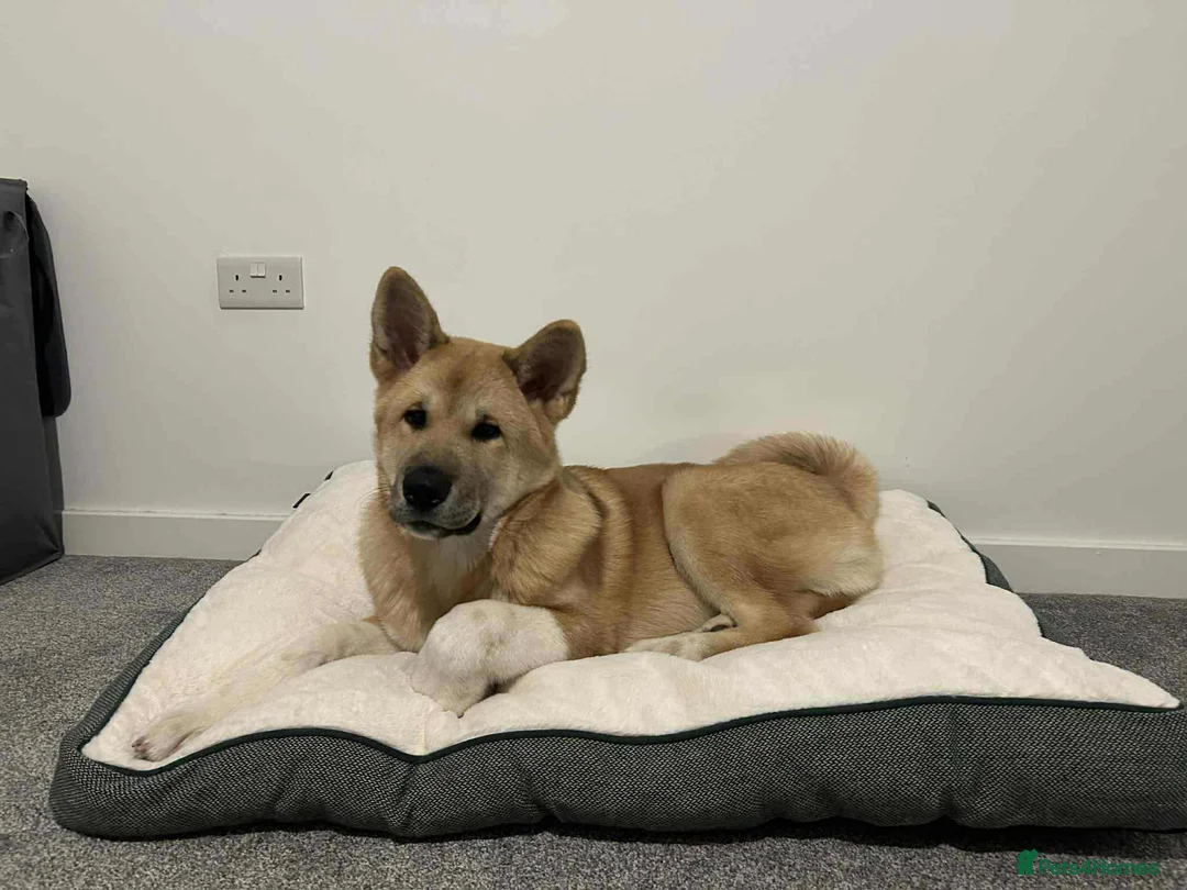 Akita dogs for sale: American Akita Kuba  - Advert 7