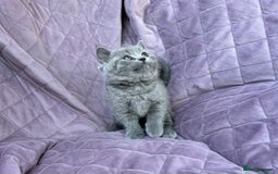 British Shorthair cats for sale: British shorthair kittens🐻🐻‍❄️🐻🐻‍❄️🐻🐻‍❄️ - Image 20
