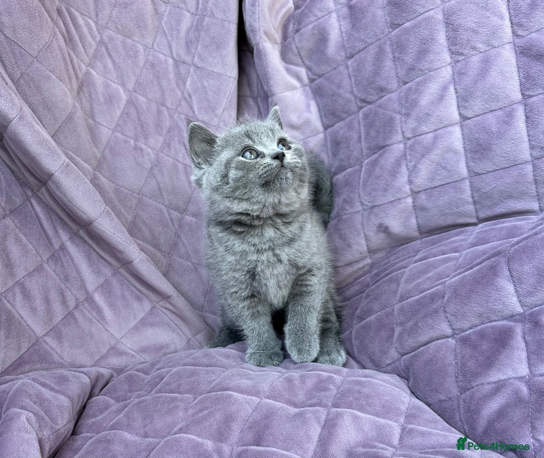 British Shorthair cats for sale: British shorthair kittens🐻🐻‍❄️🐻🐻‍❄️🐻🐻‍❄️ - Image 20