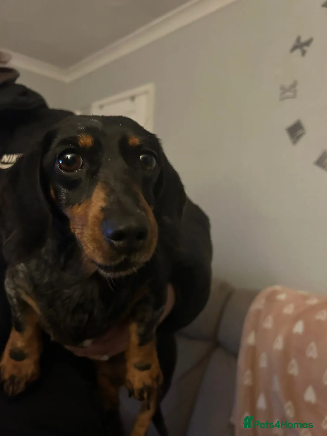 Dachshund dogs for sale: Dachshund looking for new home - Advert 2