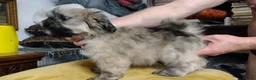 Lhasa Apso dogs for sale: 6 Lhasa Apso Puppies ready to leave now! - Advert 3