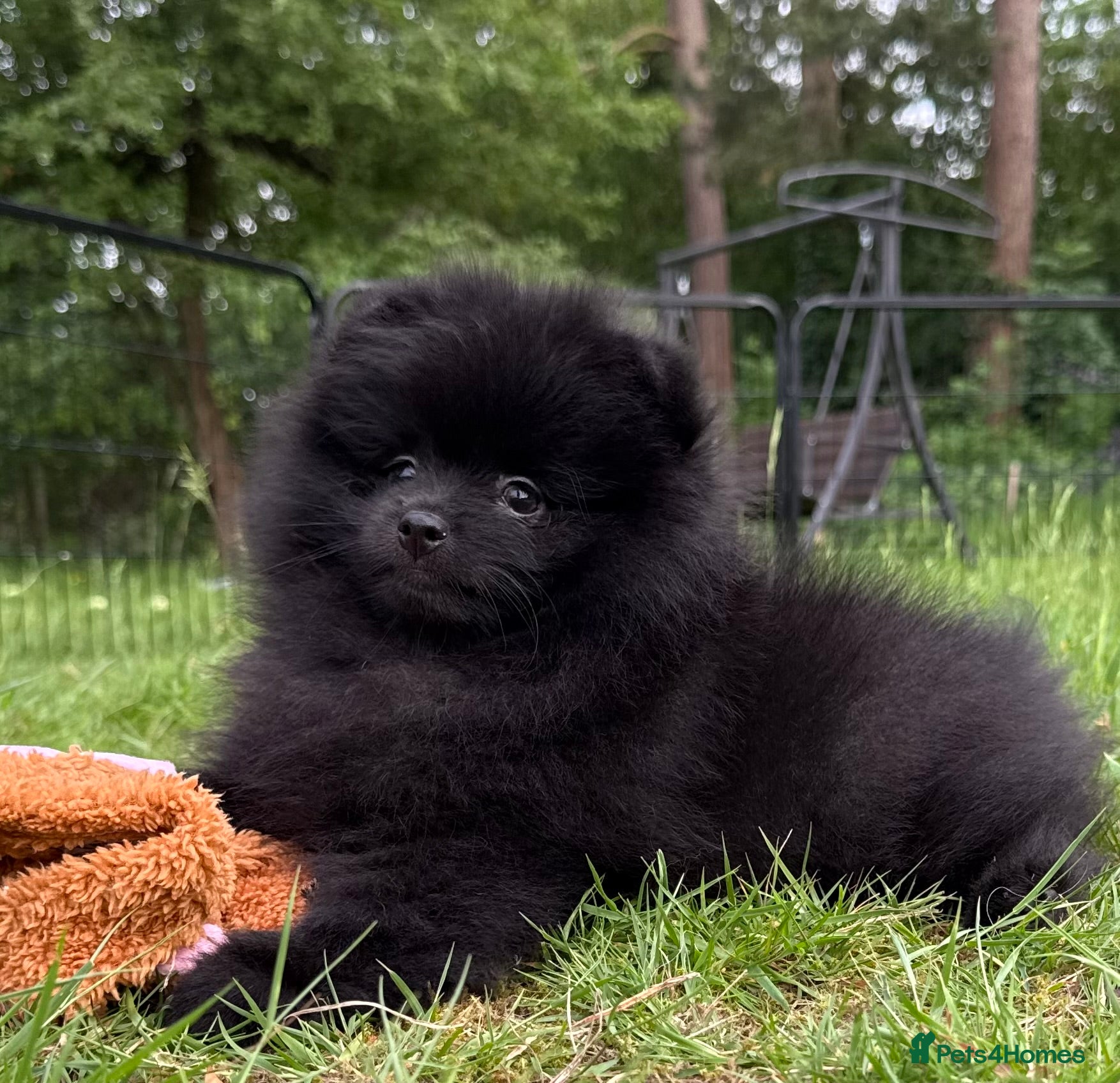 Pomeranian dogs for sale:  Rare colour Russian line Teddy Bear Pom Puppies ✨ - Advert 13