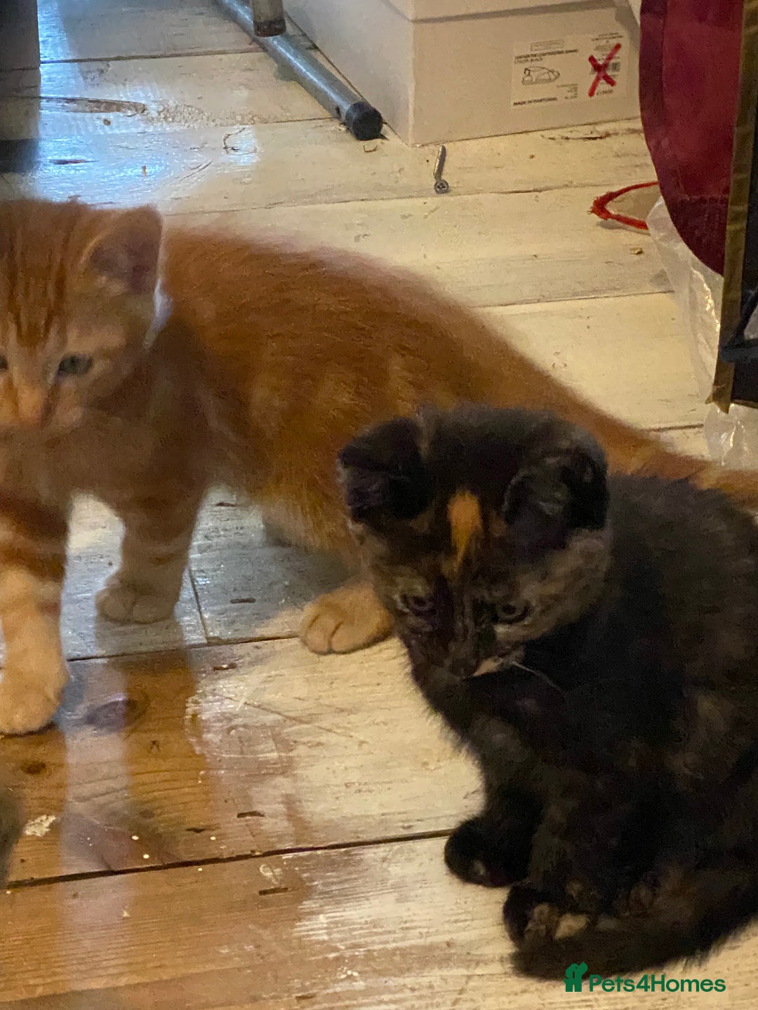 Mixed Breed cats for sale: Friendly kittens ginger boy and  torty girl - Image 8